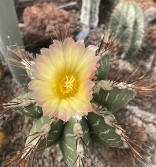 Cactus in the garden.