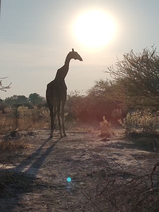 Giraffe at sunrise