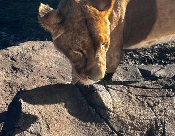 Lion at Featherdale