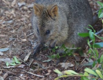 quokka