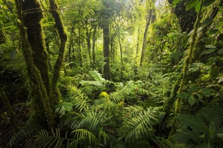 monteverde-deep-forest