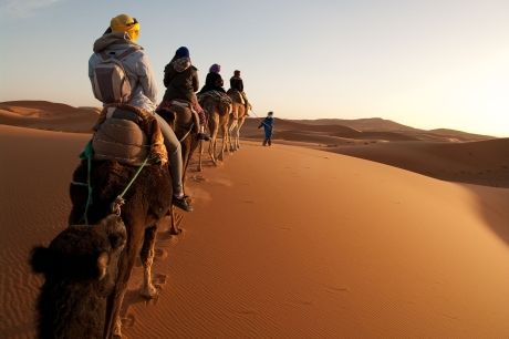 rabat-camels-walking-sand