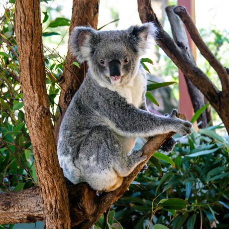 koala at taronga zoo, sydney, austraila