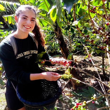 monteverde girl picking coffee