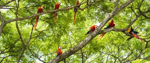 monteverde-colorful-birds-sitting