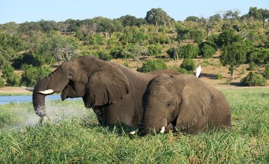 Elephants