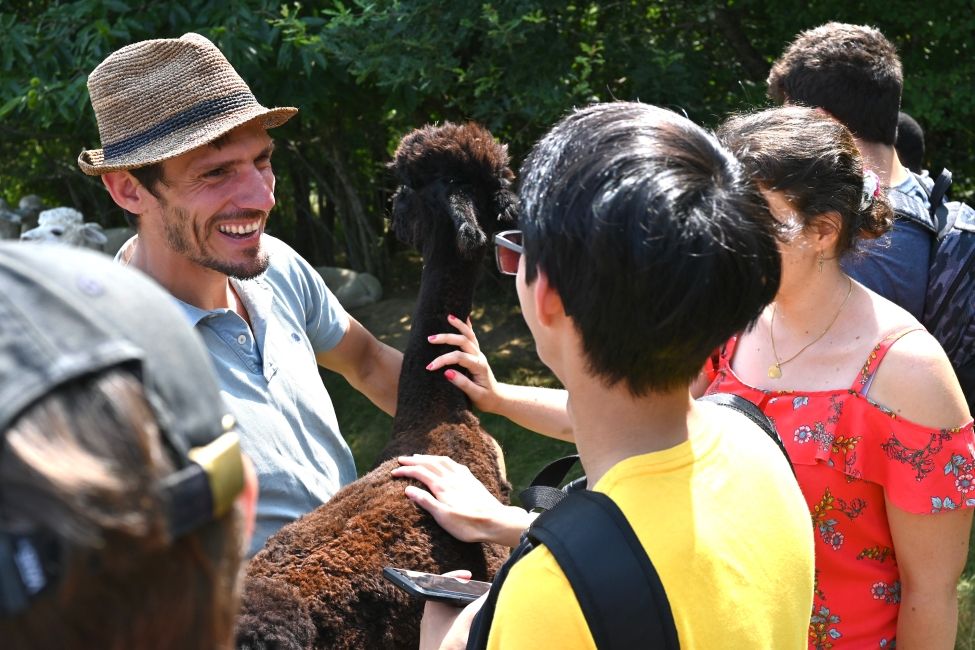 A closer look at the alpacas