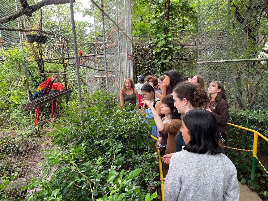 Looking at the macaws