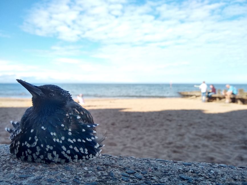 bird on beach