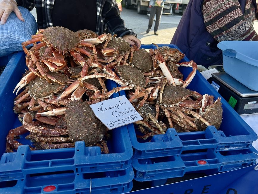 fresh spider crabs