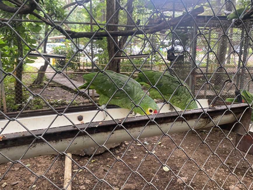 Two birds that were safely rescued