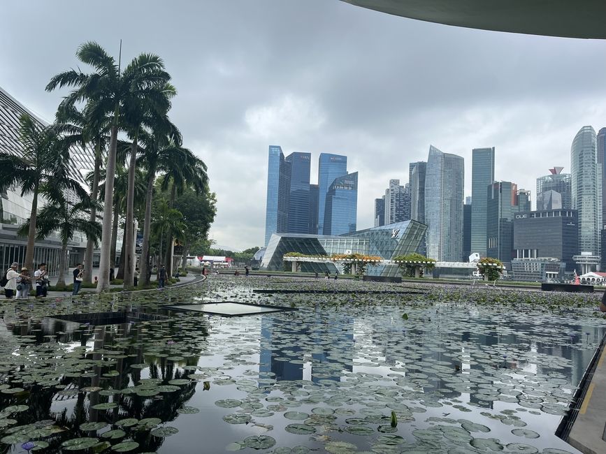 Lily Pads and Skyline