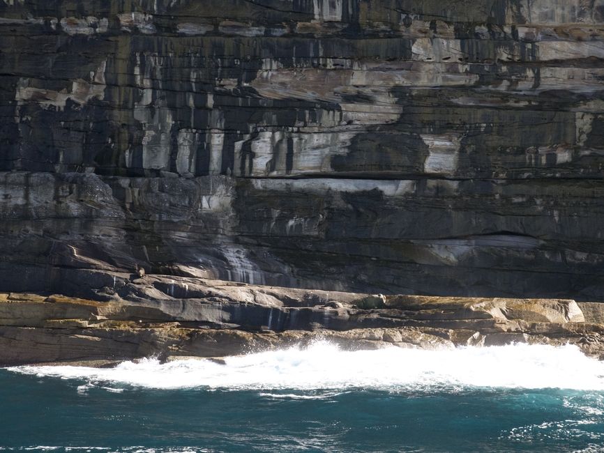 Students observed a seal before it took a dive into the deep! Can you spot the seal in this photo?