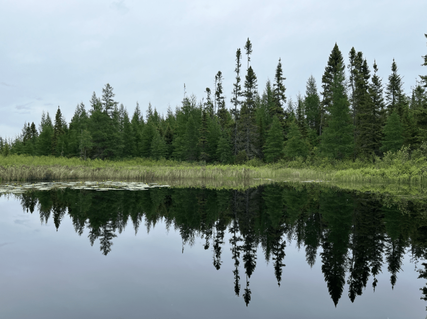 Photo of a conifer forest and its reflection in a calm river