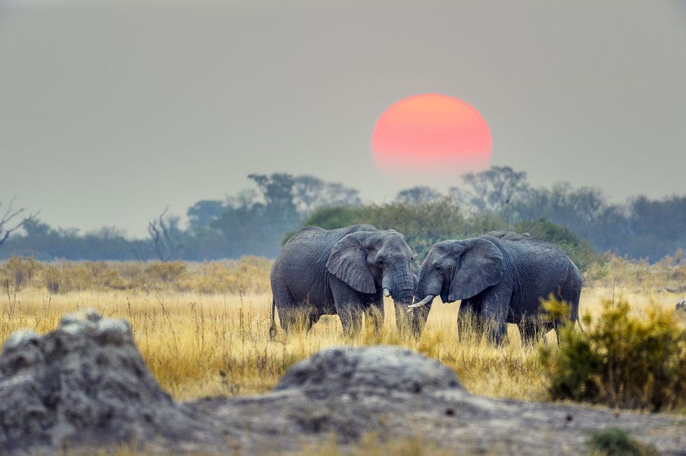 gaborone two elephants at sunsent