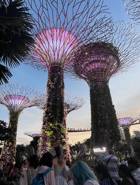 Supertree Grove just before the lights and music show.