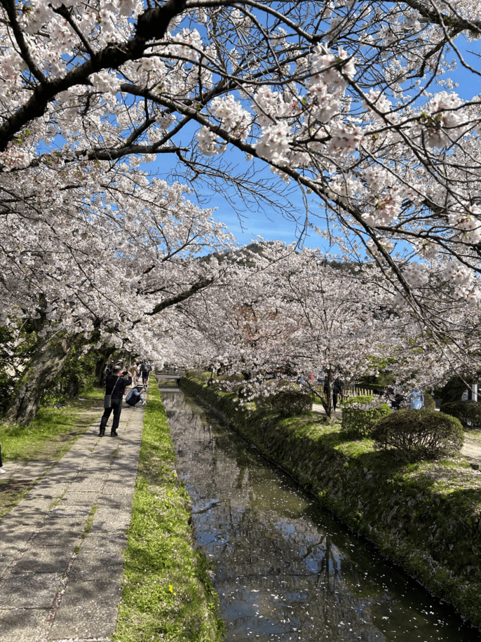 luigi sakura