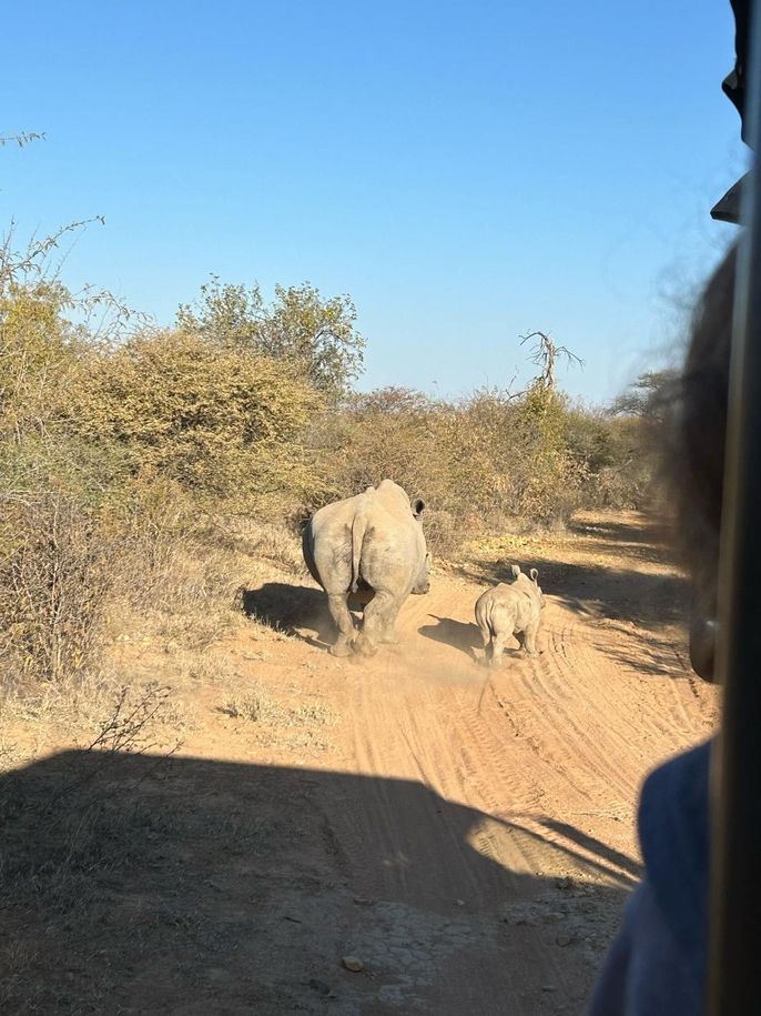 rhino mom and baby