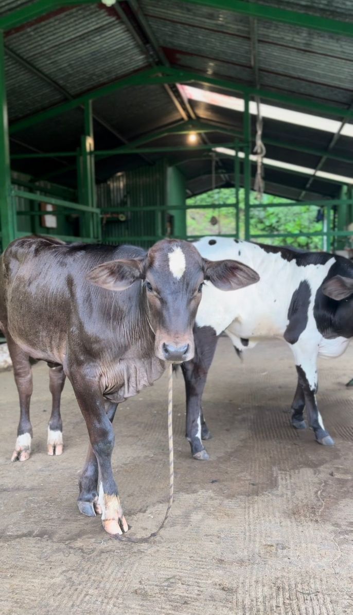 Beautiful baby cows