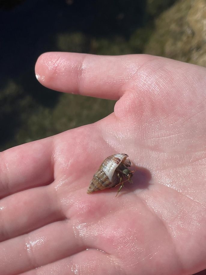 small crab species