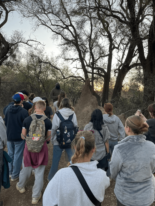 Viewing an anthill