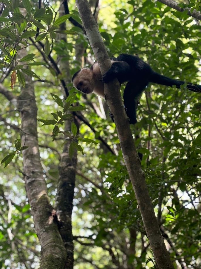 White Face Monkey from Eternal Children's Rainforest 