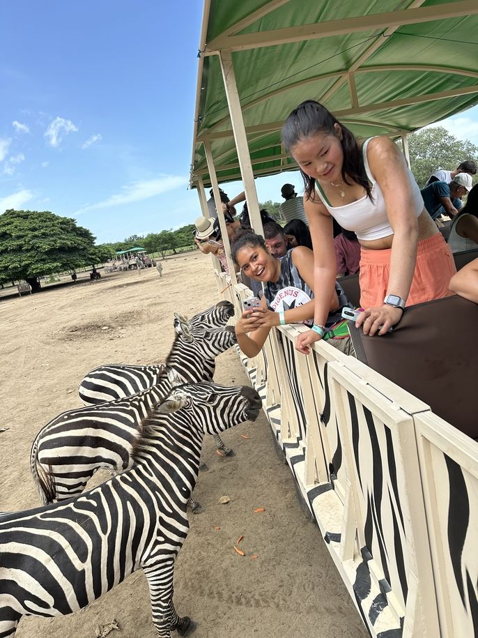 Penelope safari