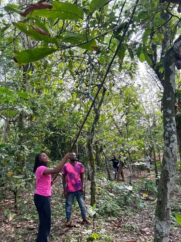 picking chocolate