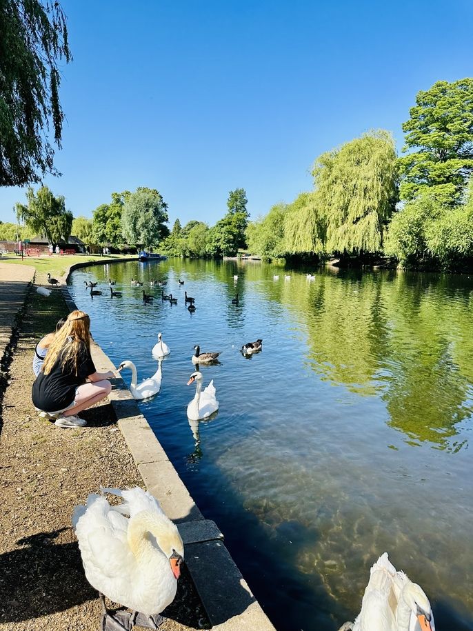 The canal that runs through Stratford-Upon-Avon and its many habitants.