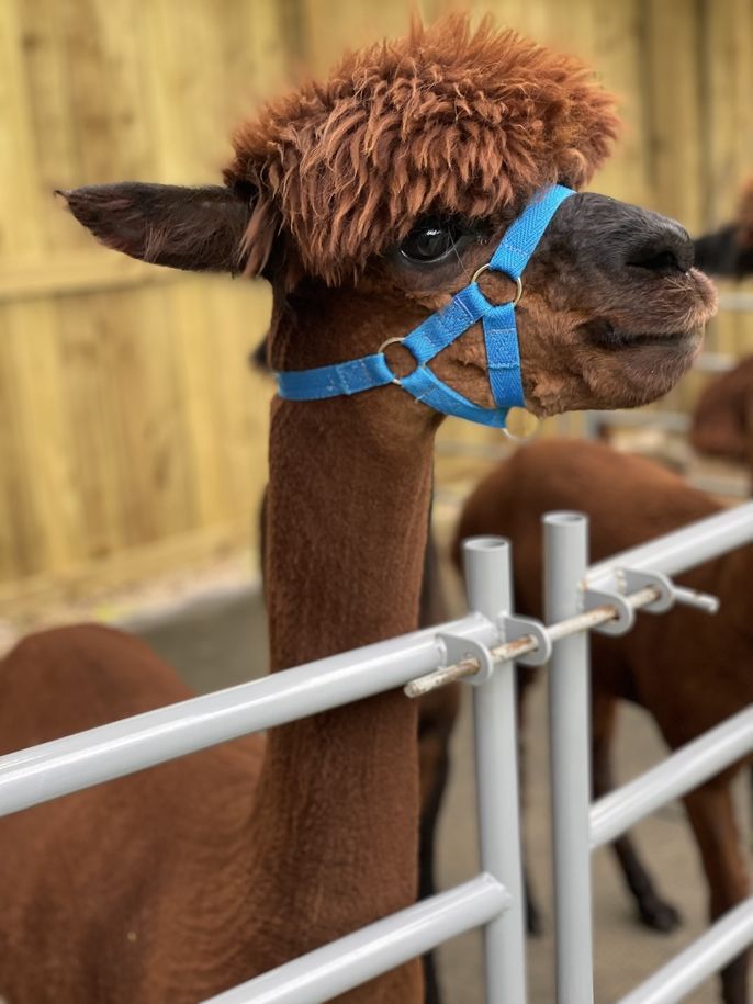 Pretty alpaca