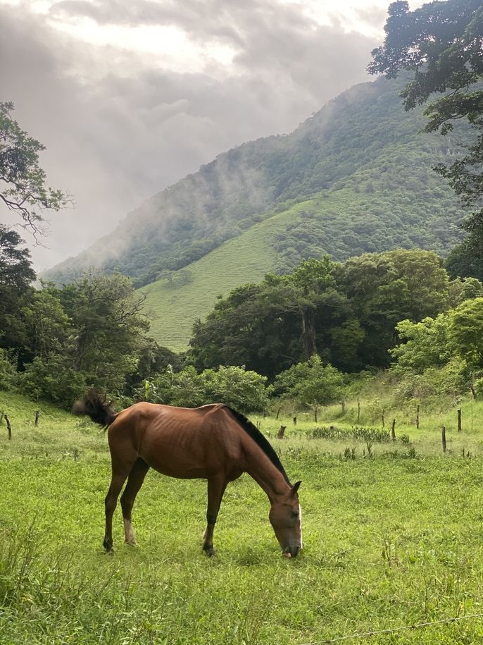 Horse near campus