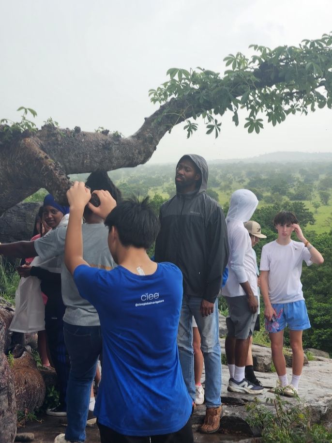 700 year old tree