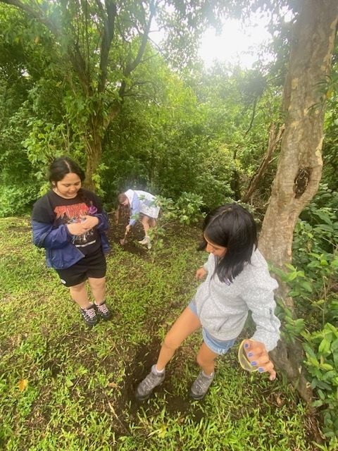 Burying rice traps. 