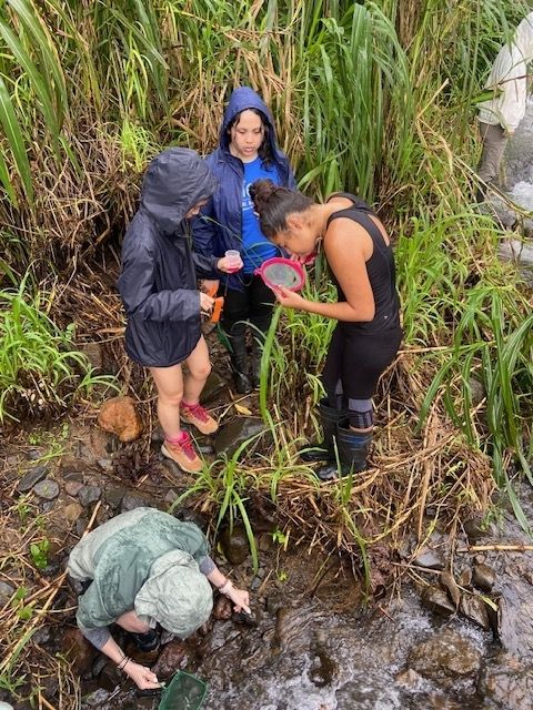 Inspecting the sieves for macroinvertebrates. 