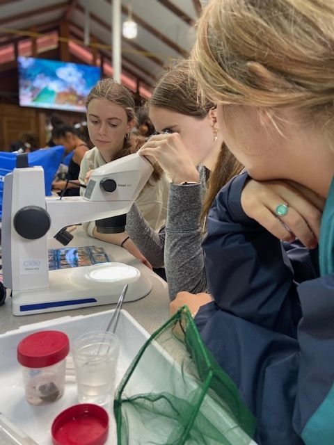 Observing with the microscope.