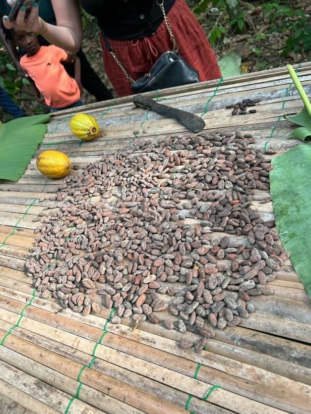 Fermented Cocoa Beans