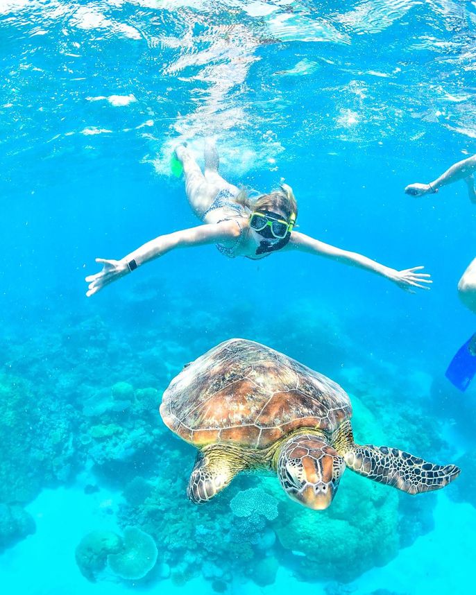 sydney student snorkeling with a turtle