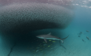 Photo for blog post Summer Program Highlights - Tropical Marine Ecology