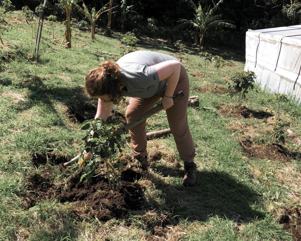 Skye working with coffee plants.