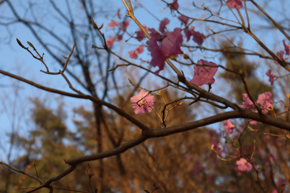 Photo for blog post Strangers Above Seoul: A Trek To Baegundae Peak