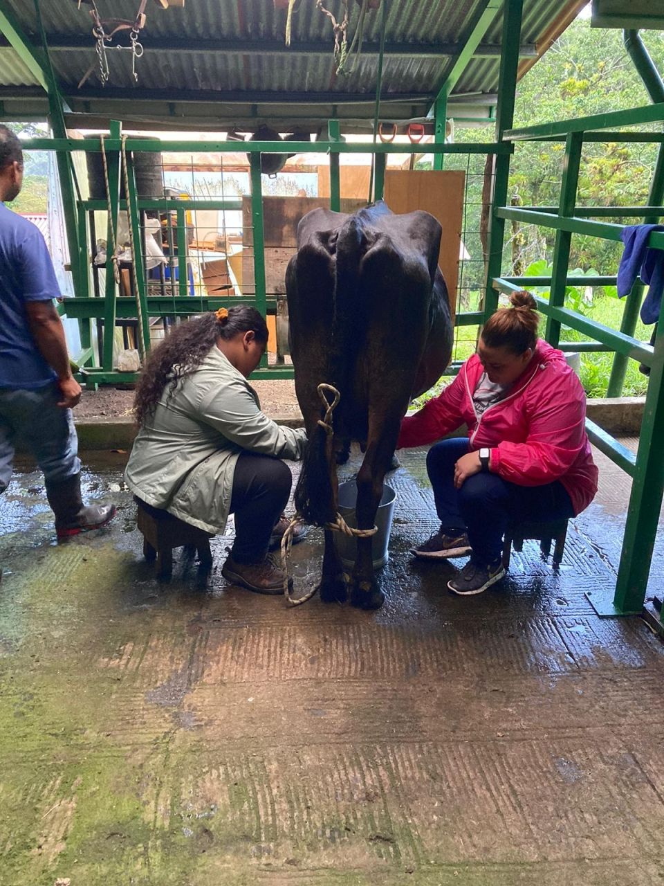 Nadia and PL Katherine milking one of the cows.