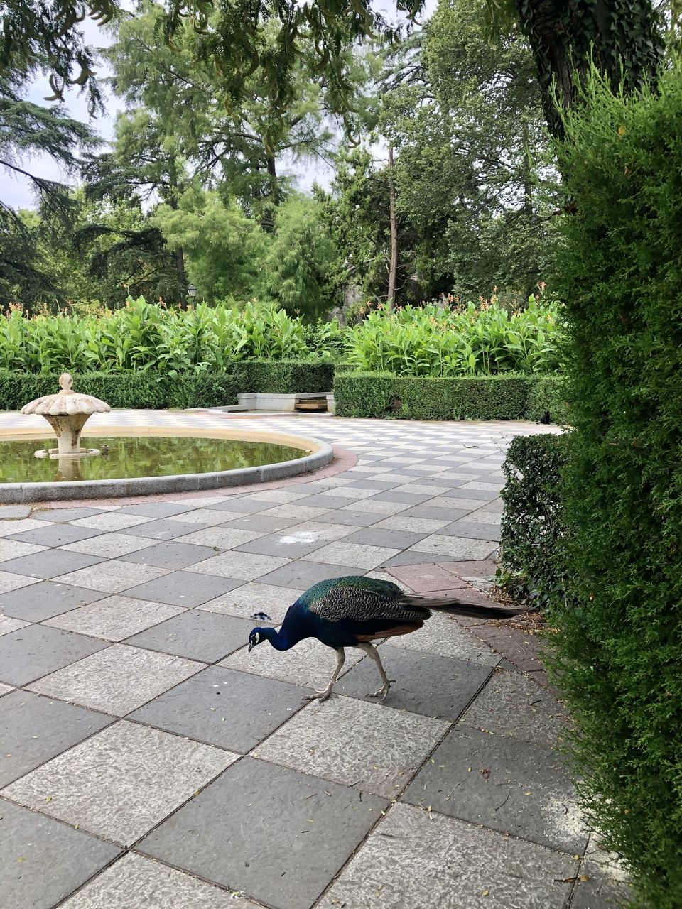 A peacock wandering the gardens of Retiro park!