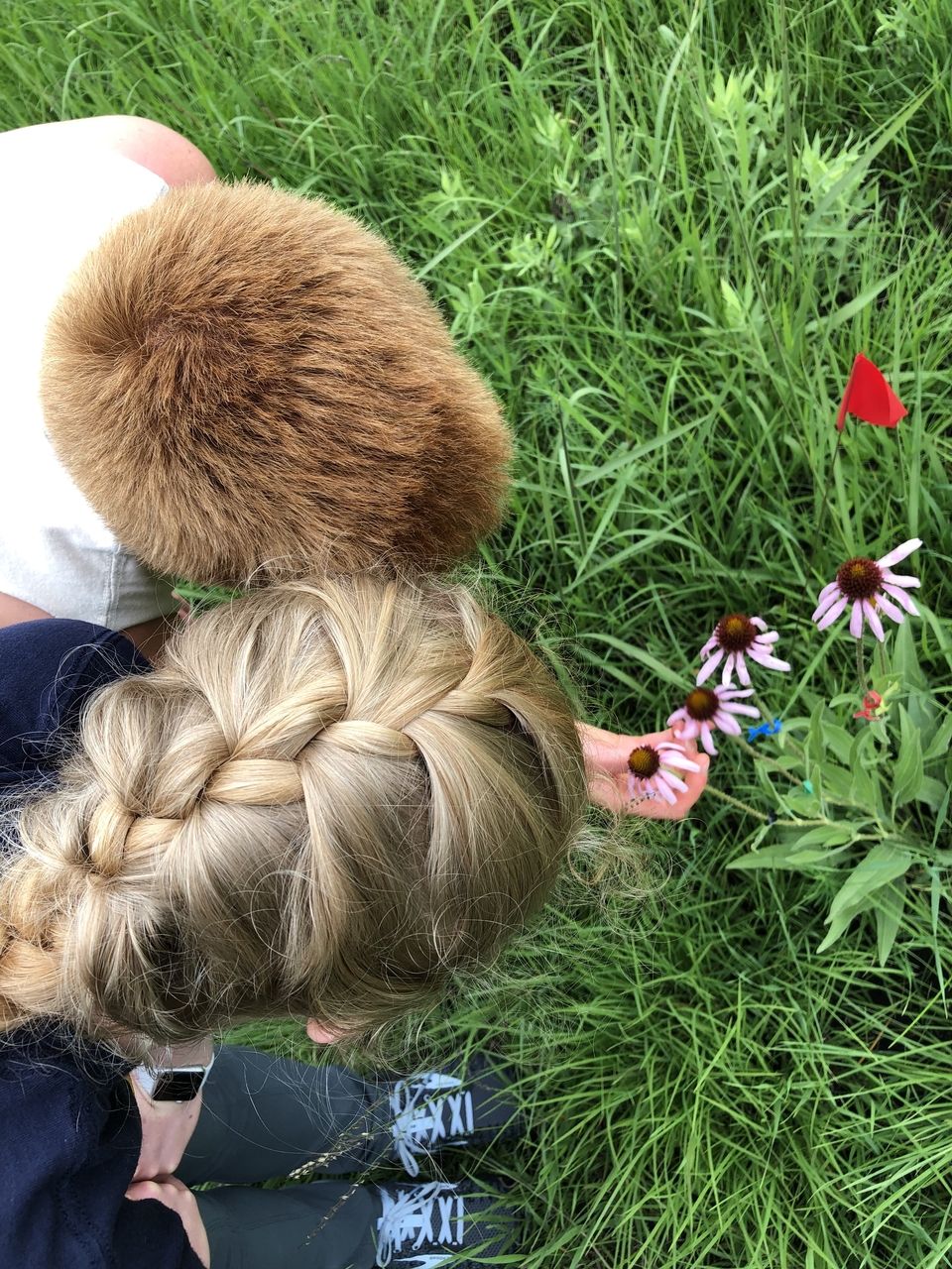 Marveling at Echinacea flowers